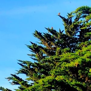 Meet your Posher, Izzy